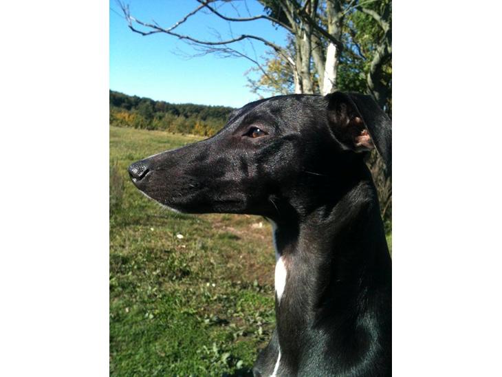 Whippet *StarRunners Dex - 2013 billede 1