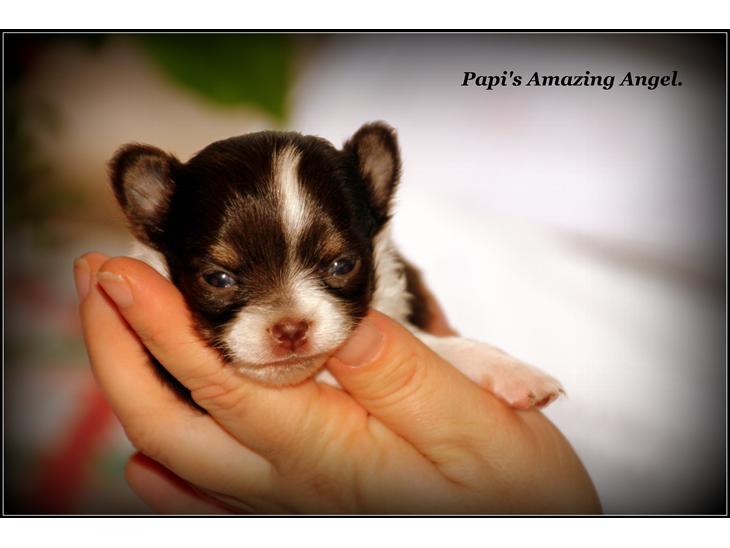 Chihuahua Papi's Amazing Angel (Papi) - Min smukke dejlige prinsesse her er Papi 4 uger <3 billede 1