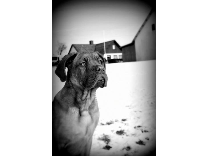 Dogue de bordeaux Cody - Muffi som lille. 2-3 mdr. billede 1