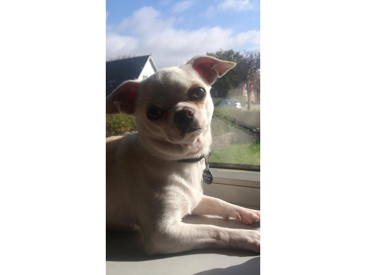 {{currentPhoto.altText}} billede {{currentPhoto.number}}