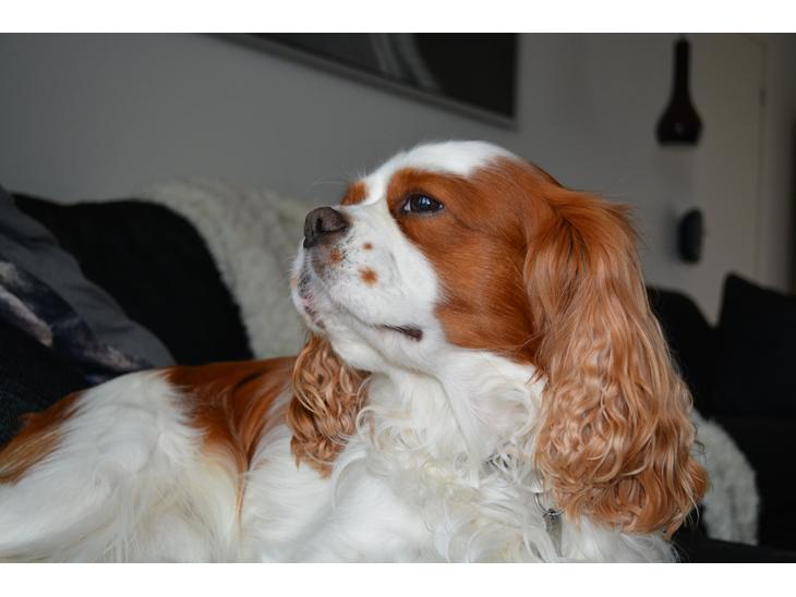 Cavalier king charles spaniel Cocio 2006-2016 billede 1