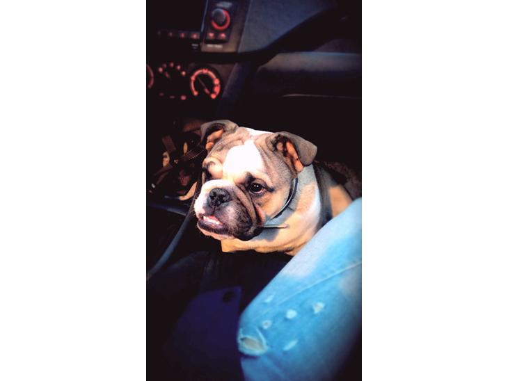 {{currentPhoto.altText}} billede {{currentPhoto.number}}