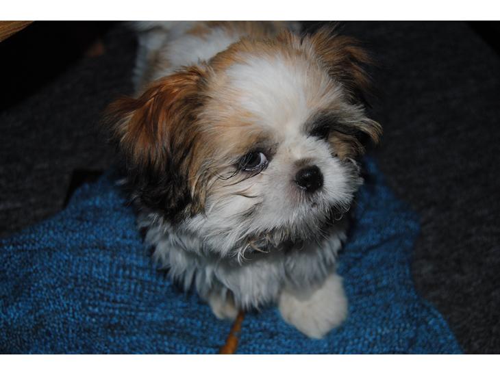 {{currentPhoto.altText}} billede {{currentPhoto.number}}