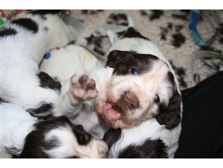 Engelsk springer spaniel "Enzo" sieger's Nothing But Trouble - her er Enzo 3 uger gammel billede 1