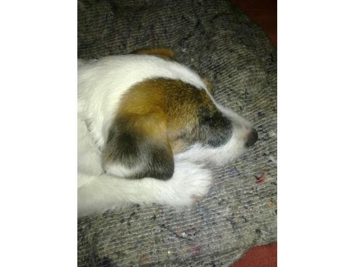 Parson russell terrier shaqy billede 1