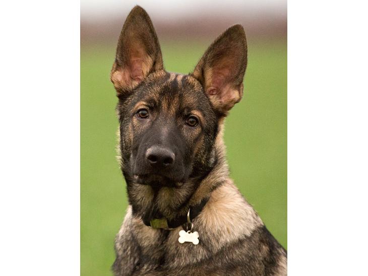 Schæferhund Jen-ager's Cantor aka Caos billede 1