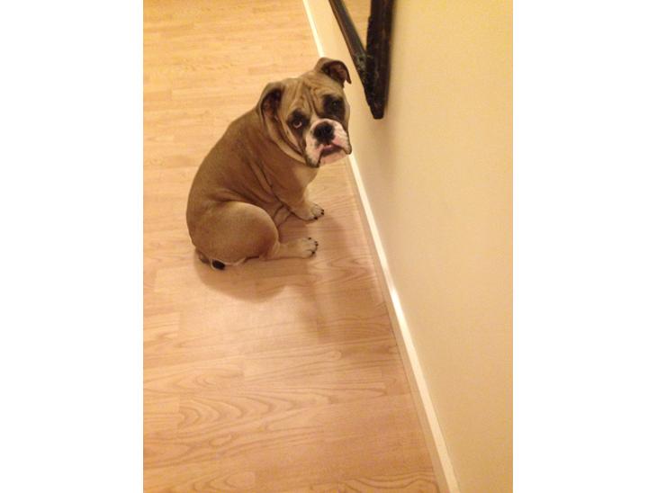 {{currentPhoto.altText}} billede {{currentPhoto.number}}