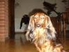 Gravhund Nicky *død* ! :'(