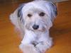 Blanding af racer Speedy Grethe Hund