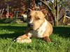 Amerikansk staffordshire terrier Alina