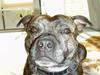 Staffordshire bull terrier Tais 