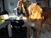 Newfoundlænder Bamse