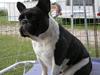 Fransk bulldog Zuzette du Nord *Carla*