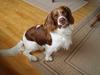 Engelsk springer spaniel Luie