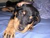Rottweiler Bondo