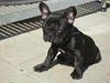 Fransk bulldog King