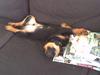 Rottweiler Samson