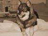 Finsk lapphund Lapinlempi Aamuntuike