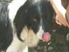 Engelsk springer spaniel Faust