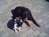 Rottweiler Shiela RIP [Tidl. hund]