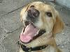 Labrador retriever Dumle (Thomas')