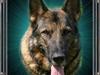 Schæferhund Carla [ Himmelhund]