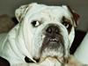 Engelsk bulldog Pac