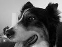 Border collie nala sov ind den 30/03-07