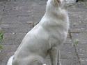 Hvid Schweizisk Hyrdehund Beyla
