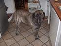 Mastiff Heavy (død)