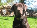 Labrador retriever Gizmo