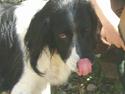 Engelsk springer spaniel Faust