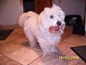 Coton de tulear Tintin
