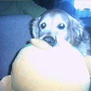 Golden retriever Paw †(Død)†