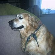 Golden retriever Paw †(Død)†