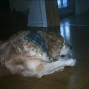 Golden retriever Paw †(Død)†