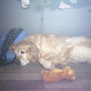 Golden retriever Paw †(Død)†