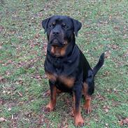Rottweiler Pusling