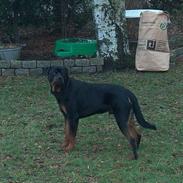 Rottweiler Pusling