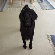 Flat coated retriever Djeffi