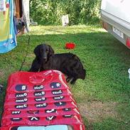Flat coated retriever Djeffi