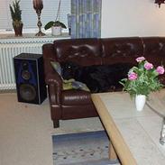 Flat coated retriever Djeffi