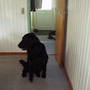 Flat coated retriever Djeffi