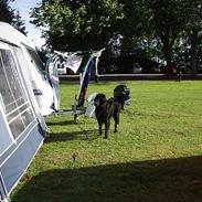 Flat coated retriever Djeffi