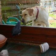 Labrador retriever marcus