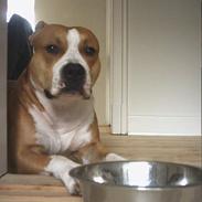 Amerikansk staffordshire terrier 2004 - 2016 *R.I.P.* Oliver, NA`s "Erebus"