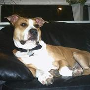 Amerikansk staffordshire terrier 2004 - 2016 *R.I.P.* Oliver, NA`s "Erebus"
