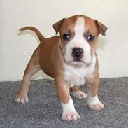 Amerikansk staffordshire terrier 2004 - 2016 *R.I.P.* Oliver, NA`s "Erebus"