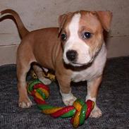 Amerikansk staffordshire terrier 2004 - 2016 *R.I.P.* Oliver, NA`s "Erebus"