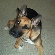 Blanding af racer Freja